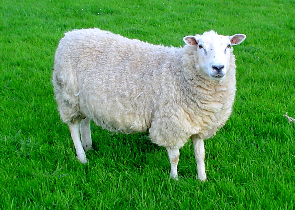 sheep.jpg, 190kB